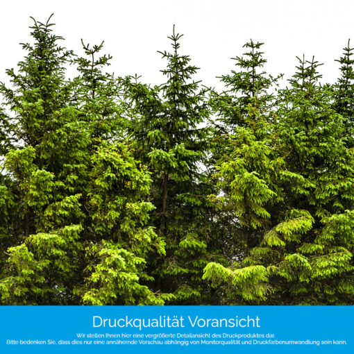 Motiv "Nadelwald auf Weiß" – Bild 4