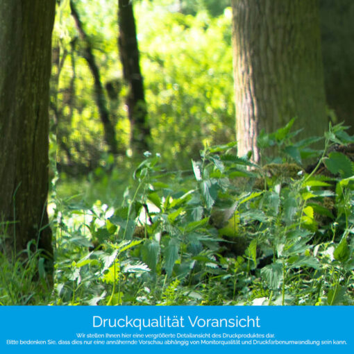 Motiv "Bank im Wald" – Bild 4