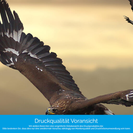 Motiv "Adler im Flug" – Bild 4