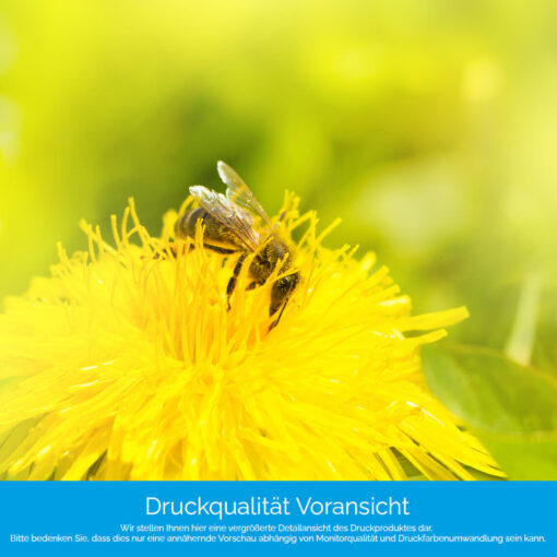 Motiv "Bienen auf Löwenzahn" – Bild 4