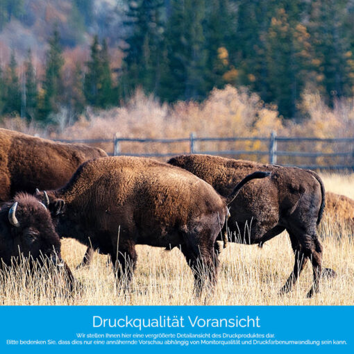 Motiv "Bisonherde" – Bild 4