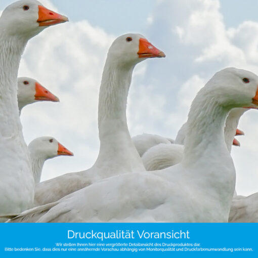 Motiv "Gänseherde" – Bild 4