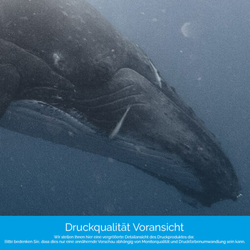 Motiv "Buckelwale" – Bild 4