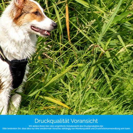 Motiv "Hund am Flussbambus" – Bild 4