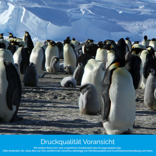 Motiv "Kaiserpinguine" – Bild 4