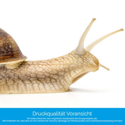 Motiv "Schnecke auf weiß" – Bild 4