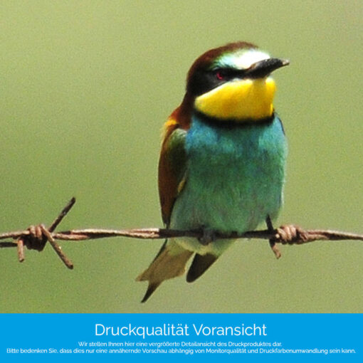 Motiv "Vögel auf Stacheldraht" – Bild 4