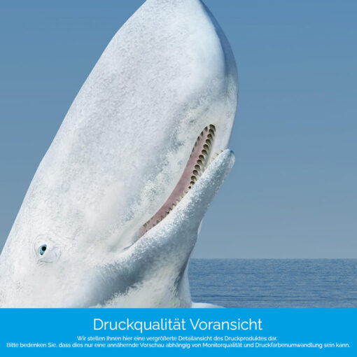 Motiv "Pottwal am Eis" – Bild 4