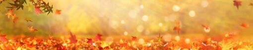 Küchenrückwand "Goldener Herbst" – Bild 3