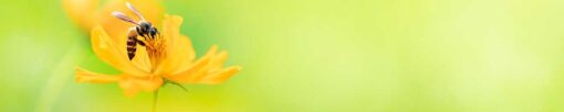 Küchenrückwand "Biene auf Blume" – Bild 3