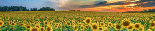 Küchenrückwand "Sonnenblumenwiese" – Bild 3