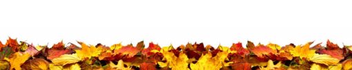 Motiv "Herbstlaub auf Weiß" – Bild 3