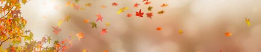 Motiv "Herbstlaub im Wind" – Bild 3
