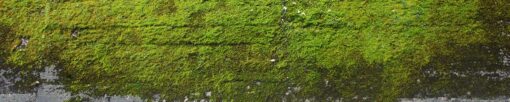 Motiv "Mooswand" – Bild 3