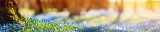 Motiv "Blumenblau" – Bild 3