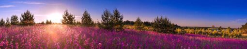 Motiv "Bunte Heide" – Bild 3