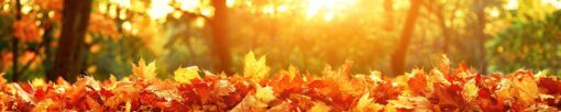 Motiv "Goldener Herbst 2" – Bild 3