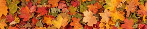 Motiv "Herbstlaub2" – Bild 3