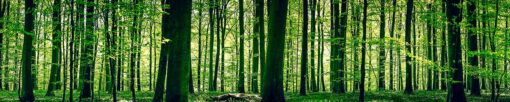 Motiv "Grüner Wald" – Bild 3