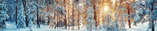 Motiv "Wald im Schnee" – Bild 3