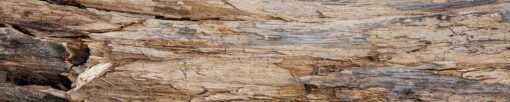 Motiv "Morsches Holz" – Bild 3