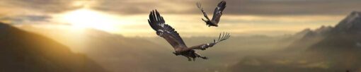 Motiv "Adler im Flug" – Bild 3