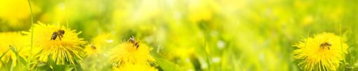 Motiv "Bienen auf Löwenzahn" – Bild 3