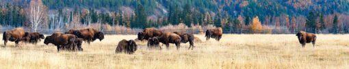 Motiv "Bisonherde" – Bild 3