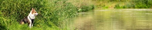 Motiv "Hund am Flussbambus" – Bild 3