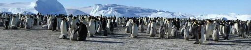 Motiv "Kaiserpinguine" – Bild 3