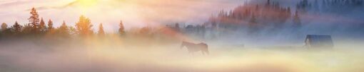 Motiv "Pferd im Nebel" – Bild 3