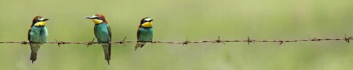 Motiv "Vögel auf Stacheldraht" – Bild 3